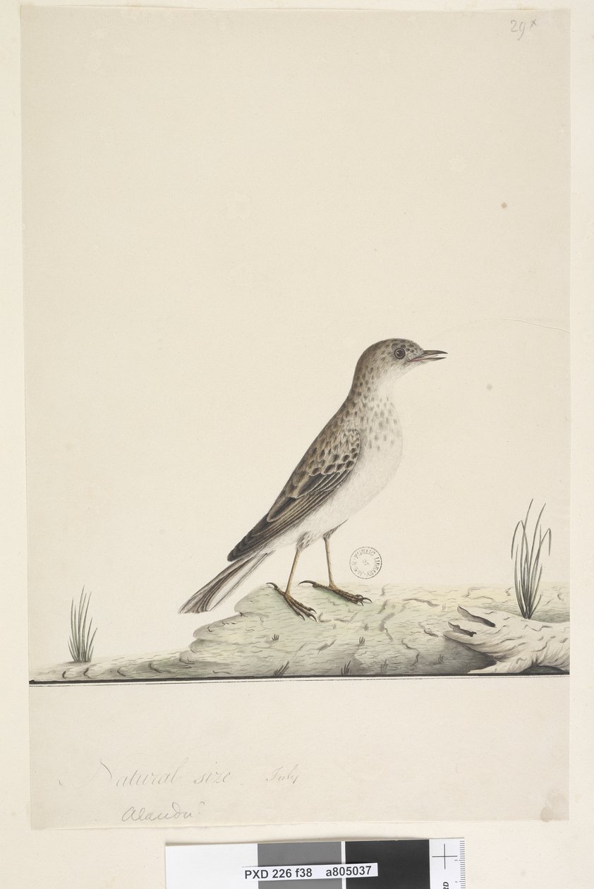 Strona 38. Alundu? powyższy tytuł inną ręką Naturalna wielkość, lipiec Pipit Anthus australis, 1791-92 autorstwa Unknown artist