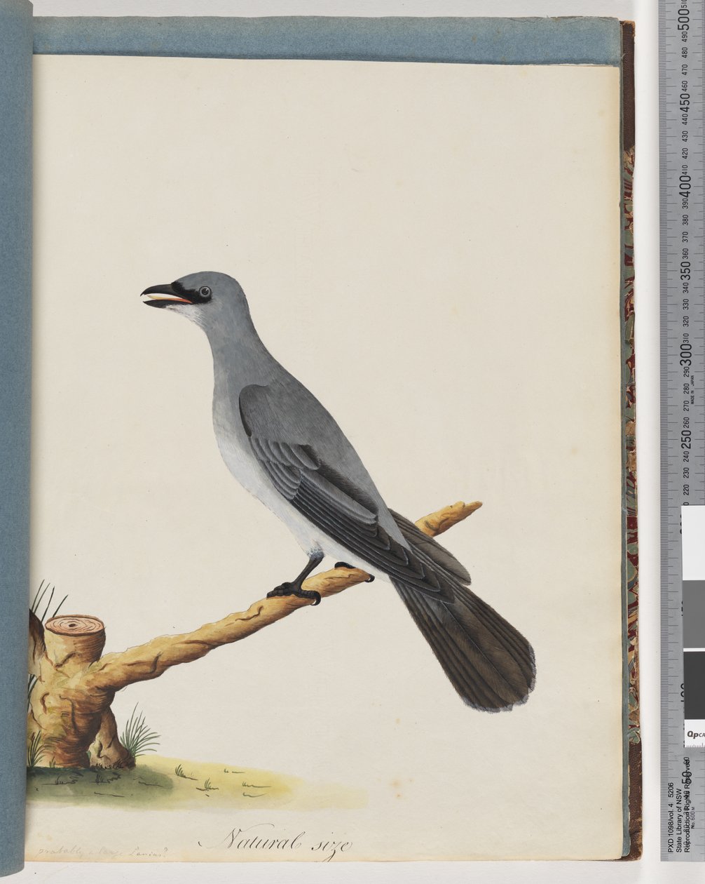 Strona 38. Niezidentyfikowany ptak, prawdopodobnie duży lanius autorstwa Unknown artist