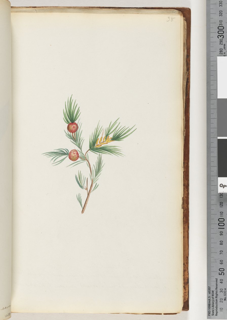 Strona 38. Niezidentyfikowana roślina autorstwa Unknown artist