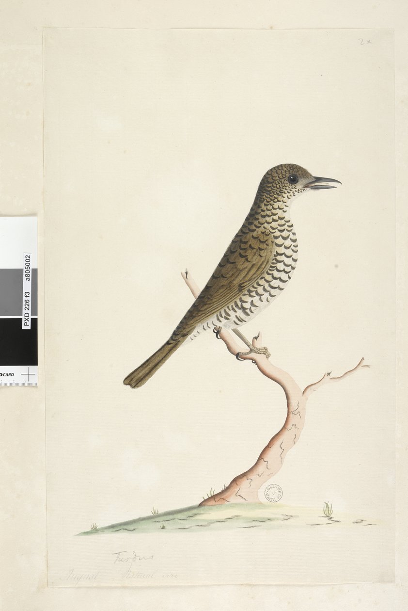 Strona 3. Turdu. poniżej tytuł w innej ręce Sierpnia naturalnej wielkości. Drozd zwyczajny Zoothera lunulata, 1791-92 autorstwa Unknown artist