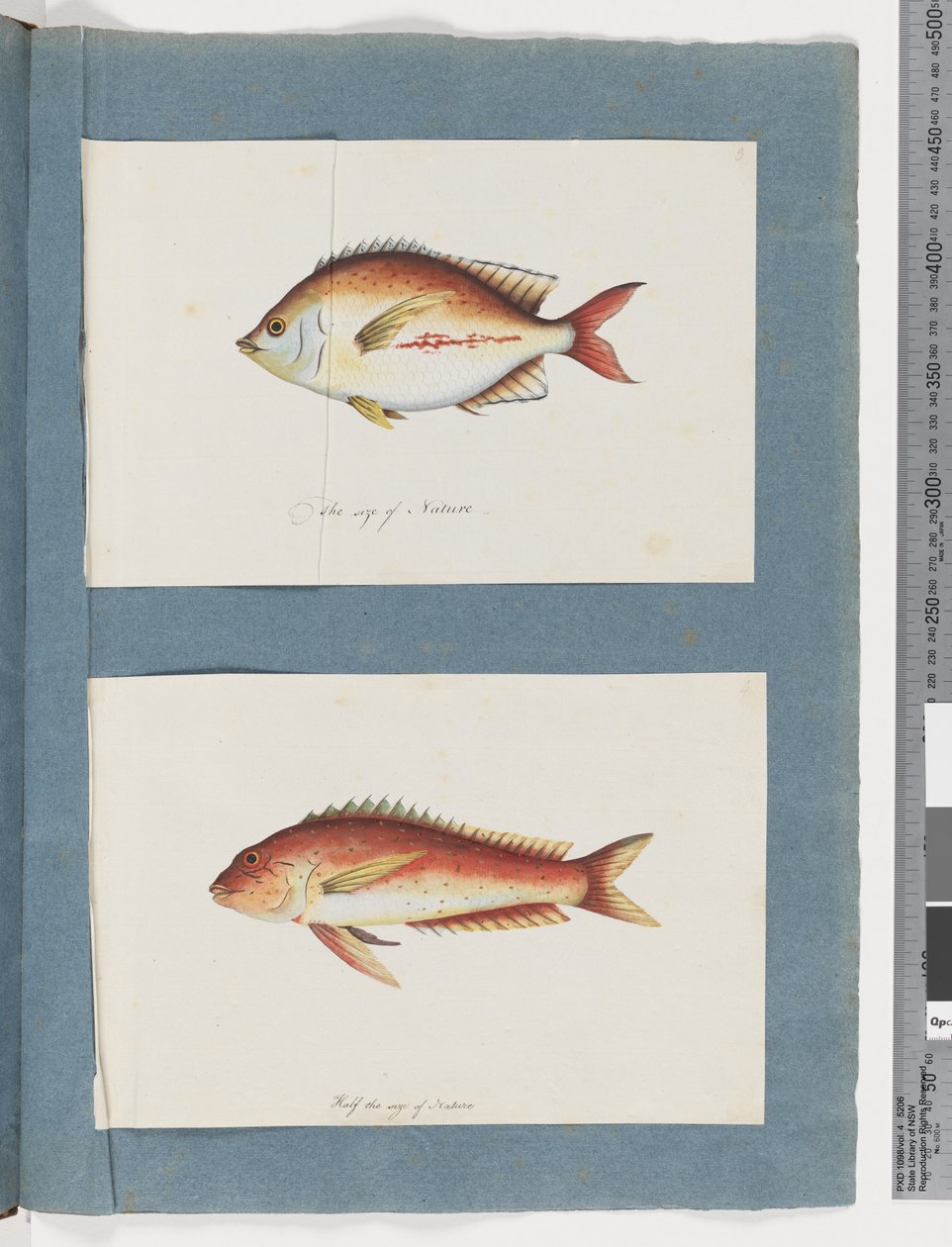 Strona 3. Niezidentyfikowana ryba 4. Niezidentyfikowana ryba (akwarela na papierze) autorstwa Unknown artist