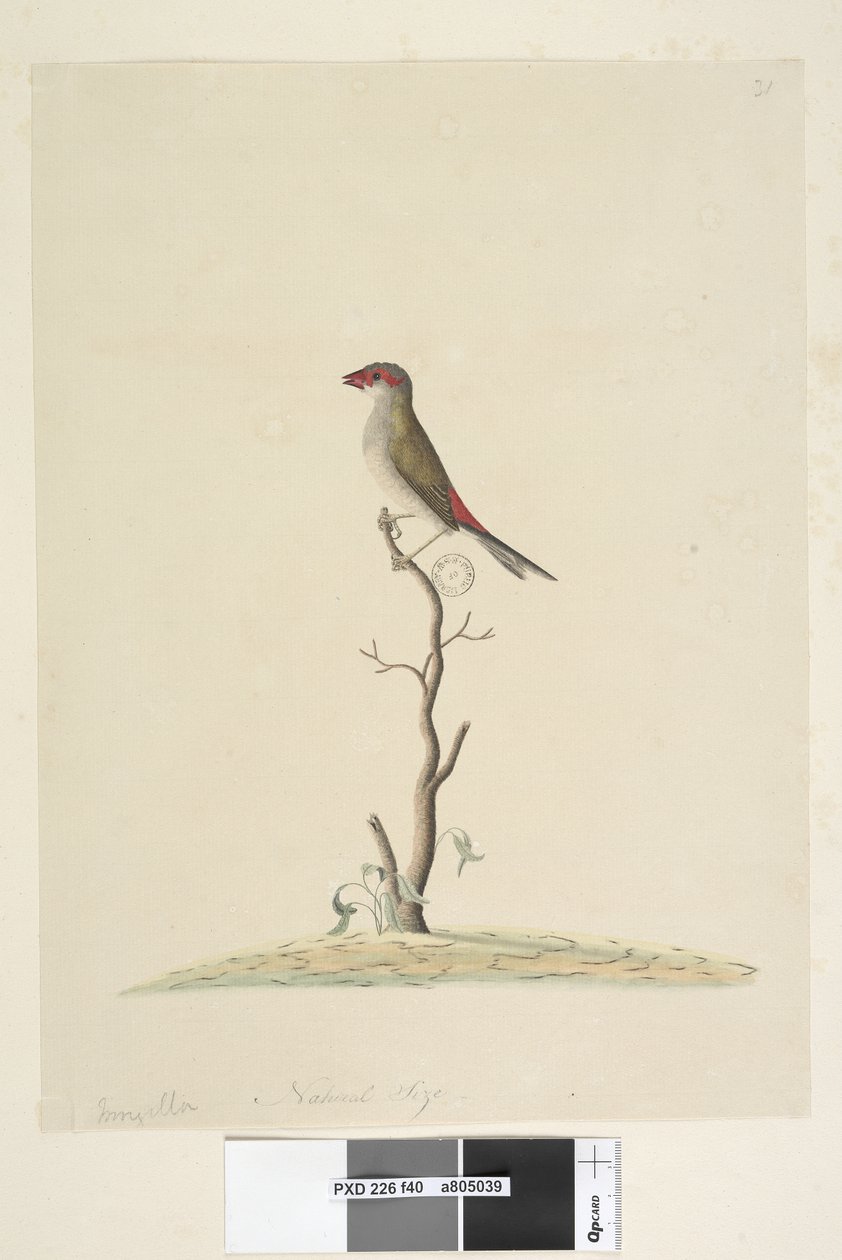 Strona 40. Obsługa Klienta. Naturalna wielkość Czerwona, Dziwonia czechosłowata Neochmia brevis Aegintha brevis, 1791-92 autorstwa Unknown artist
