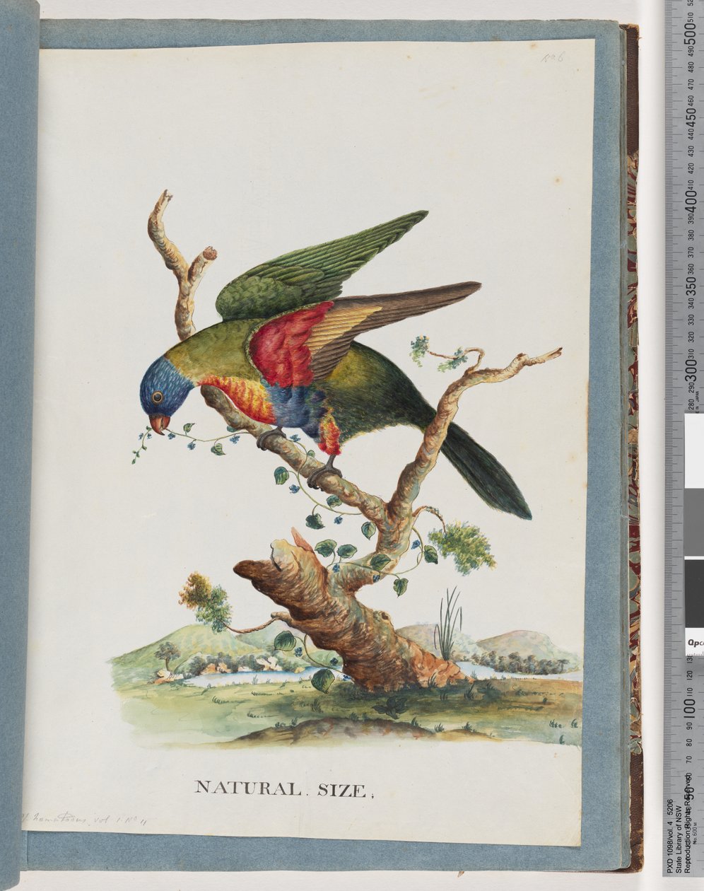 Strona 40. Tęczowa Lorikeet. Ps. krwiak. Papuga czerwonolistna lub niebieskobrzucha autorstwa Unknown artist