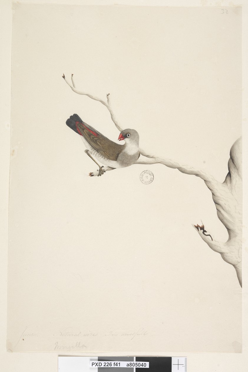 Strona 41. Fringilla. powyższy tytuł w innym rozdaniu Czerwiec. Naturalny rozmiar. Iris wątpliwy Diamond Firetail Stagonopleura guttata, niedojrzały, 1791-92 autorstwa Unknown artist