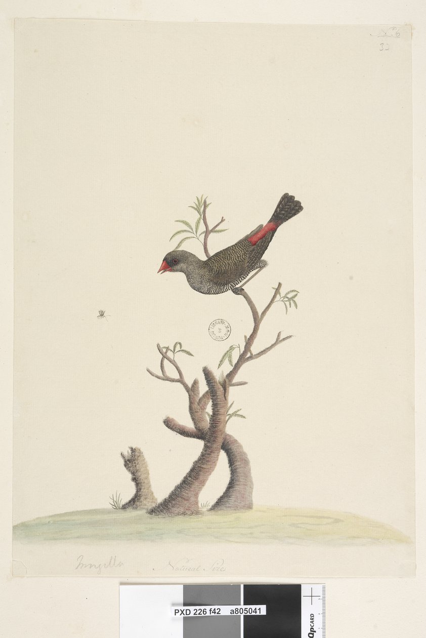 Strona 42. Fringilla. na dole pośrodku w innej dłoni Naturalny rozmiar Diamond Firetail Stagonopleura guttata, 1791-92 autorstwa Unknown artist