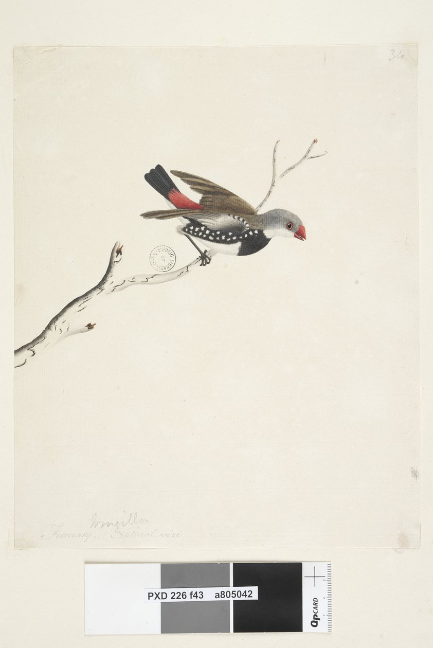 Strona 43. Fringilla. poniżej tytuł w innym rozdaniu Luty. Naturalna wielkość Diamond Firetail Stagonopleura guttata, 1791-92 autorstwa Unknown artist