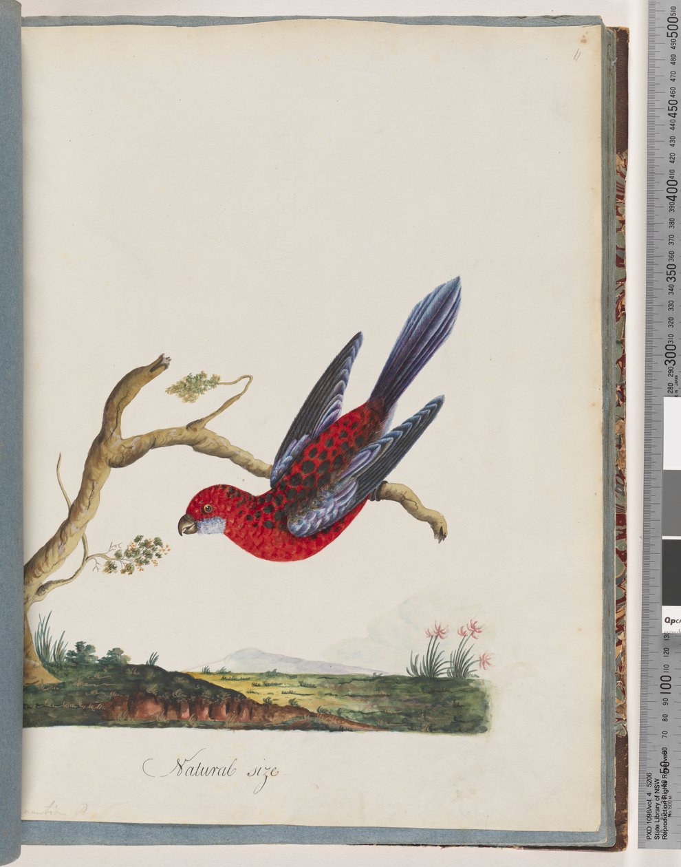 Strona 45. Karmazynowa Rozella. Papuga Pennant autorstwa Unknown artist