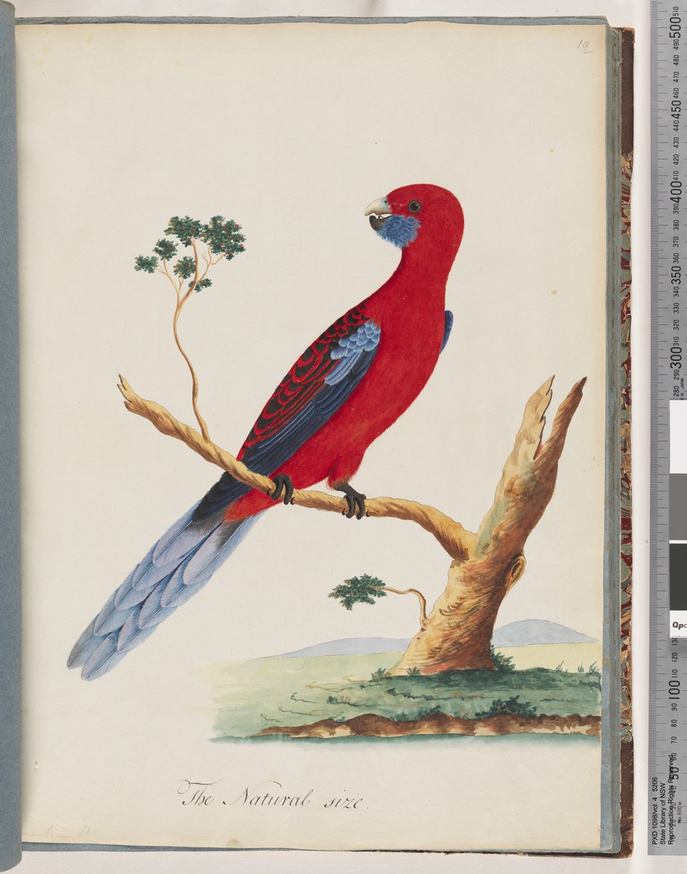 Strona 46. Karmazynowa Rozella. Papuga Pennant autorstwa Unknown artist