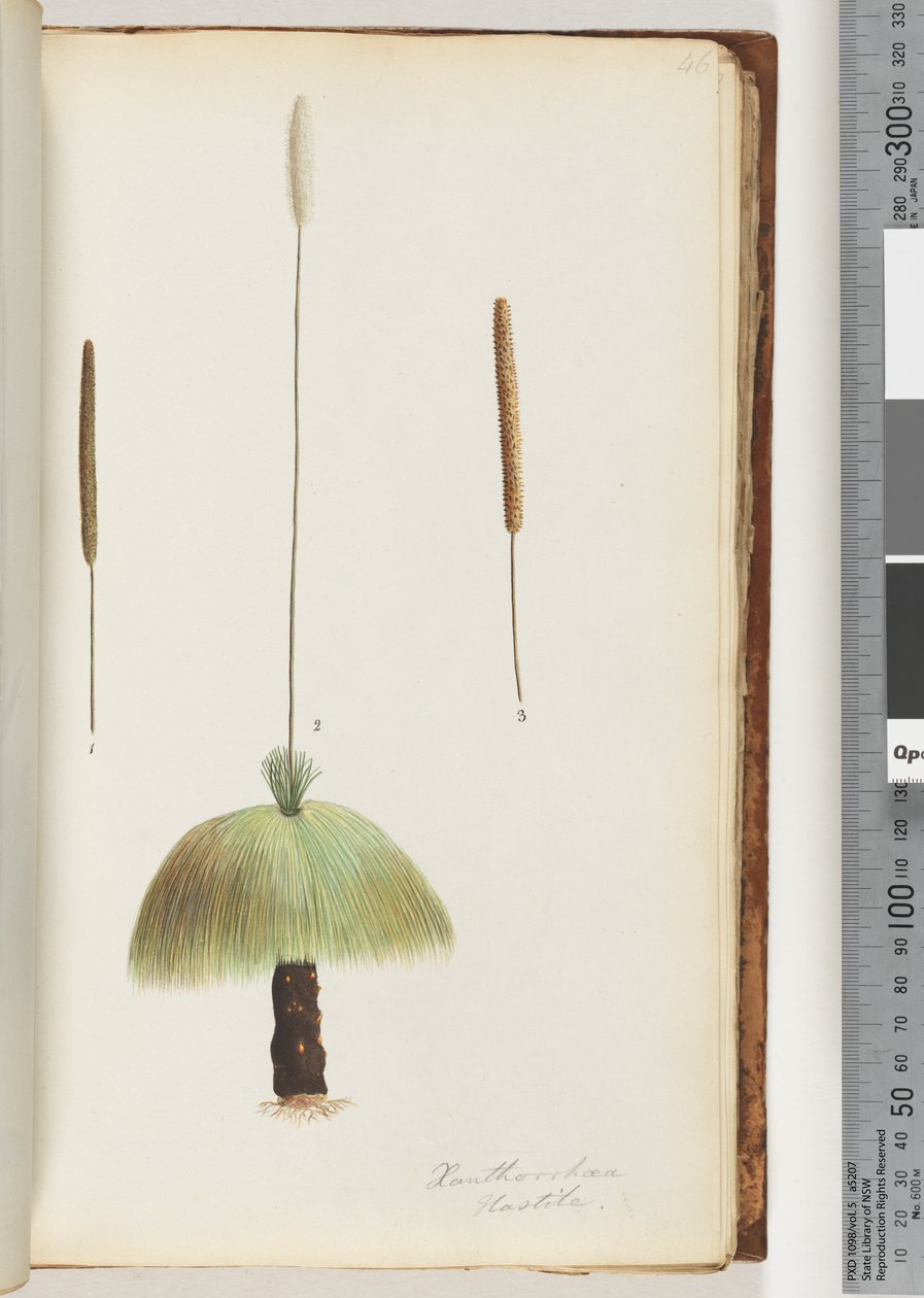 Strona 46. Xanthorrhoea Pospieszne drzewo trawy autorstwa Unknown artist