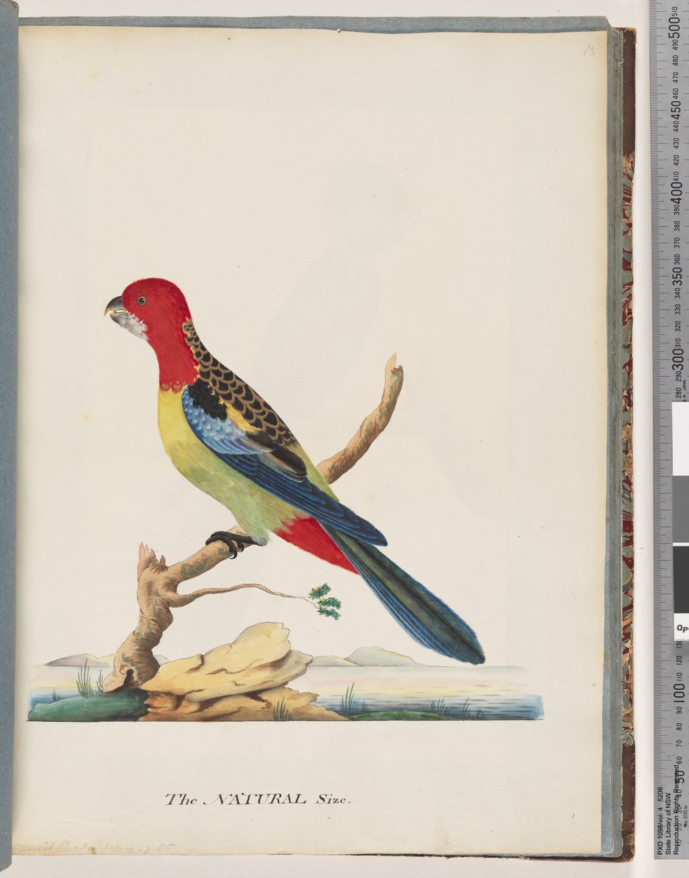 Strona 47. Rozella Wschodnia. Nie ta sama papuga autorstwa Unknown artist
