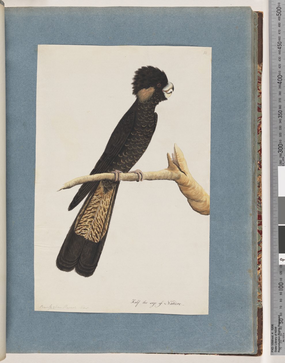 Strona 48. Kakadu żółtoogoniasty. Papuga Banksa autorstwa Unknown artist