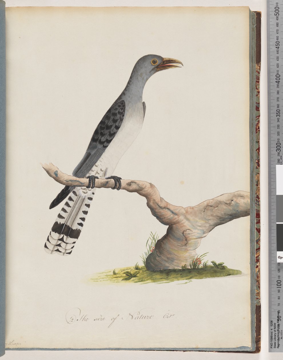 Strona 49. Niezidentyfikowany ptak. Scytropy autorstwa Unknown artist