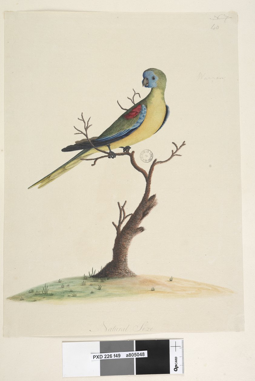Strona 49. Wojna, uciekła. na dole pośrodku inną ręką. Naturalny rozmiar. Turkusowa papuga Neophema pulchella, samiec, 1791-92 autorstwa Unknown artist