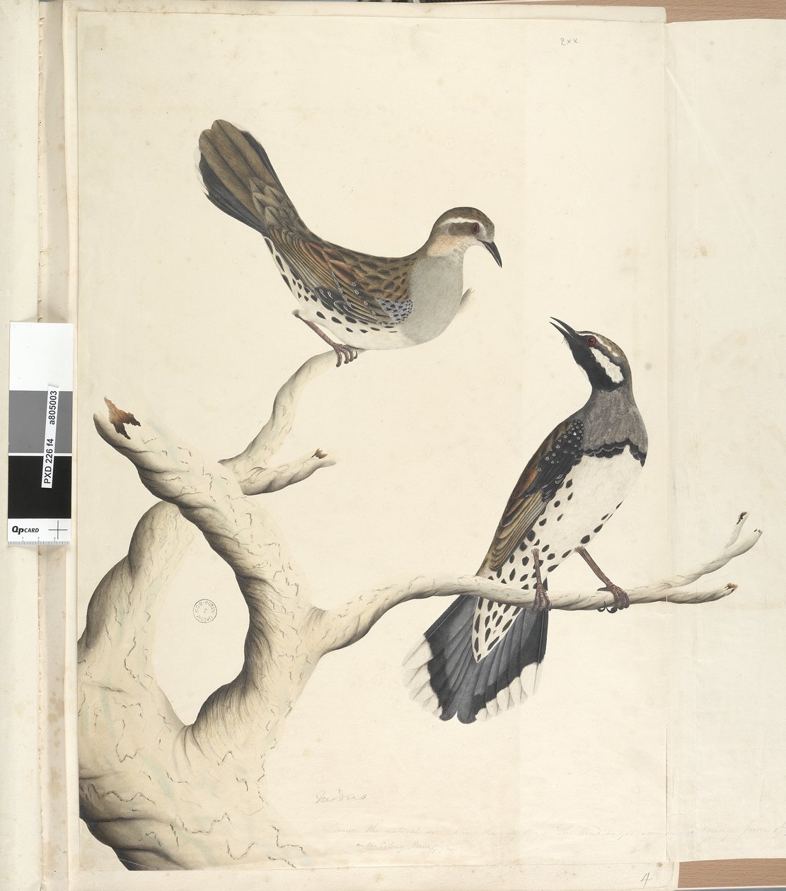 Strona 4. Turdus. w innej ręce Narysowany w naturalnej wielkości jako jedyny tego rodzaju, jaki dotychczas widziano w Kolonii, czerwiec 1792 Przepiórka cętkowana Cinclosoma punctatum, 1791-92 autorstwa Unknown artist