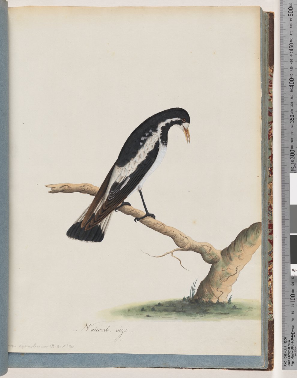 Strona 50. Sroka-skowronek. Corvus cyanoleucos autorstwa Unknown artist