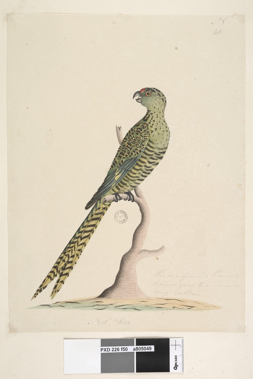 Strona 50. To jest papuga naziemna i nigdy nie podchodzi do drzewa lub bardzo rzadko. na dole pośrodku w innej ręce Natl. rozmiar. Papuga mielona Pezoporus wallicus, 1791-92 autorstwa Unknown artist