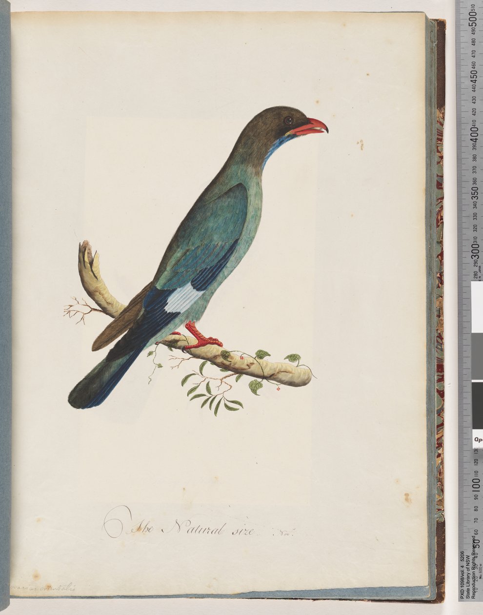 Strona 51 Dolarbird. Coracius orientalis autorstwa Unknown artist