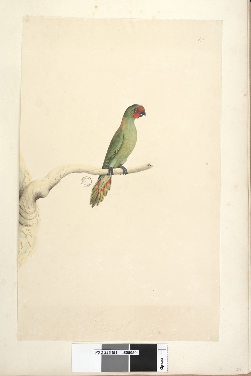 Strona 51. Naturalnej wielkości Lorikeet Glossopsitta pusilla, 1791-92 autorstwa Unknown artist
