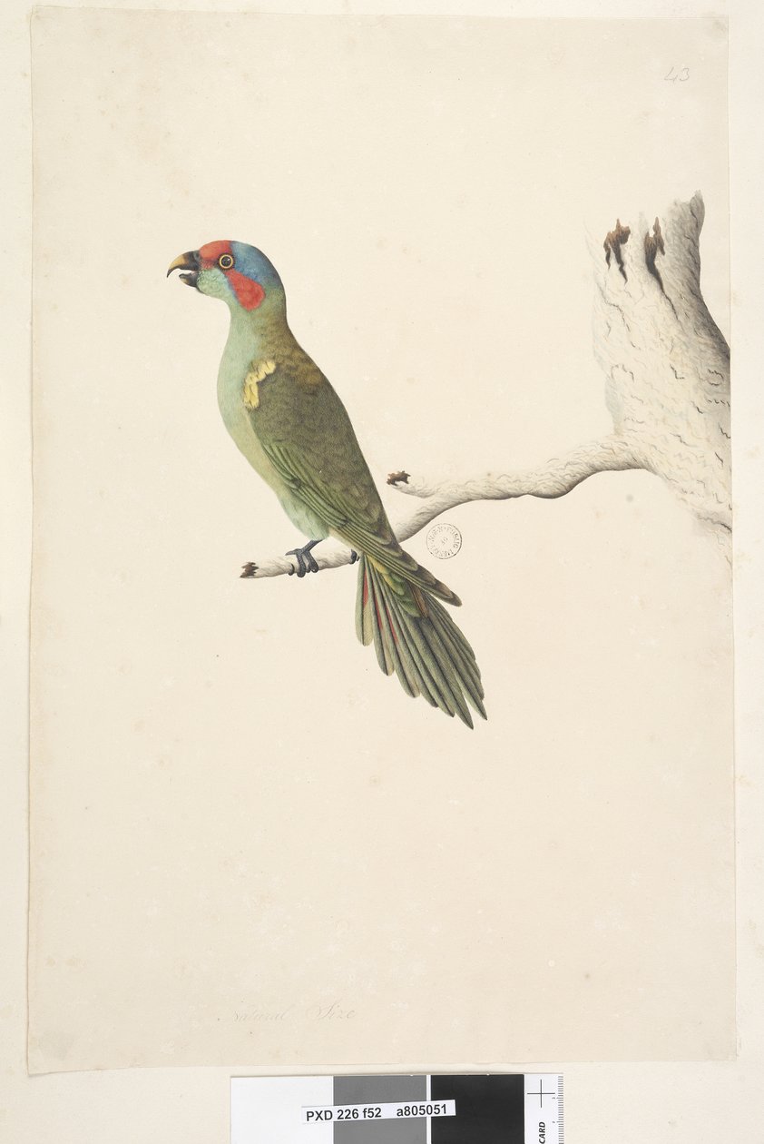Strona 52. Lorikeet piżmowy Glossopsitta concolor naturalnej wielkości, 1791-92 autorstwa Unknown artist