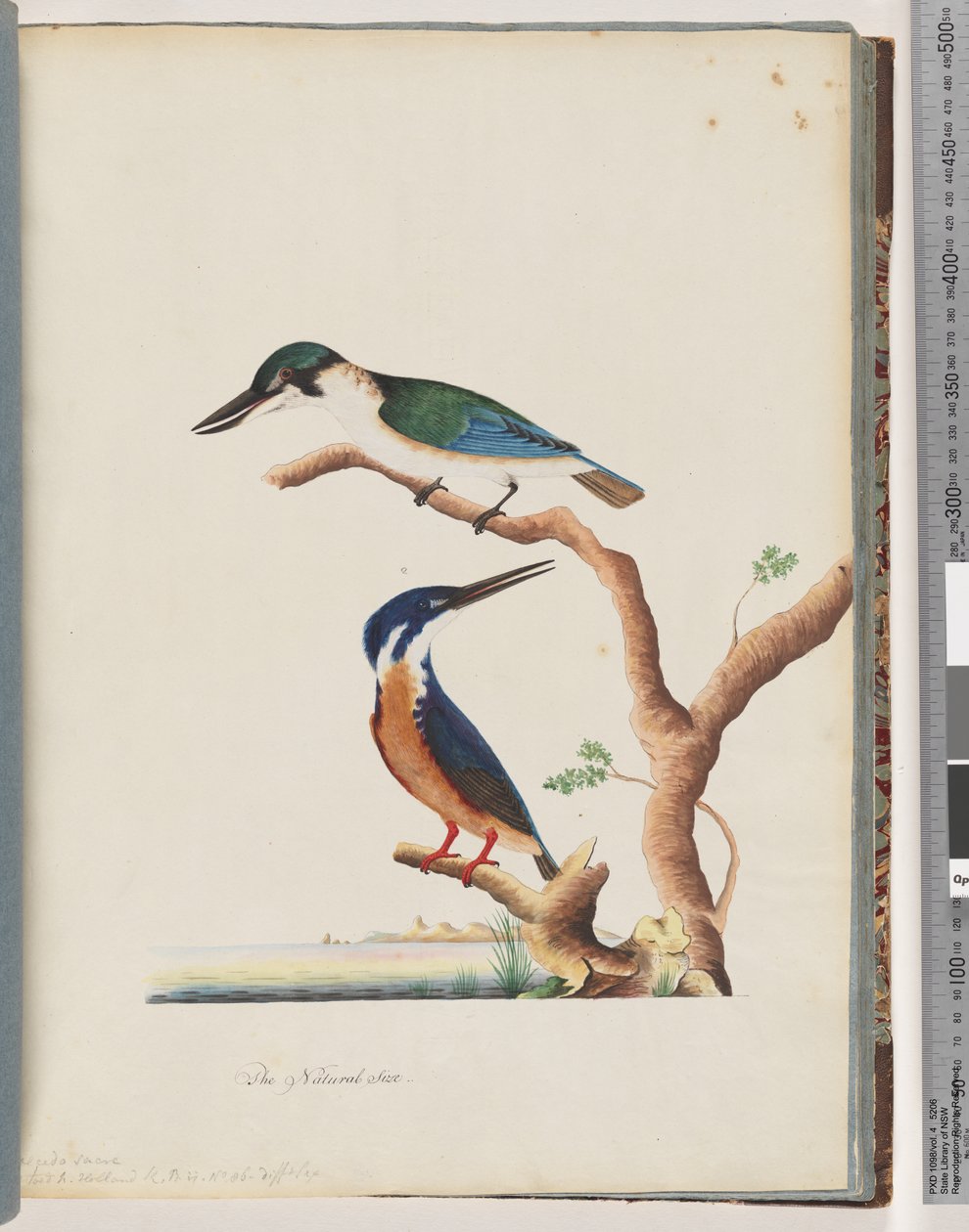 Strona 53. 1. Święty zimorodek. Alcedo sacre 2. Lazurowy zimorodek. 2, 3-palczasty zimorodek N. Holland autorstwa Unknown artist