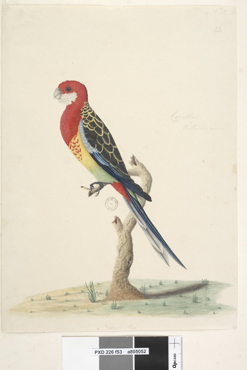 Strona 53. Kakadu. Rozella wschodnia naturalnej wielkości Platycercus eximius, 1791-92 autorstwa Unknown artist
