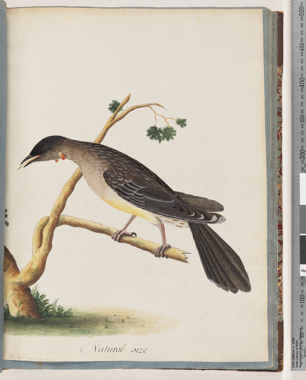 Strona 55. Czerwona akacja. Merops carunculatus autorstwa Unknown artist