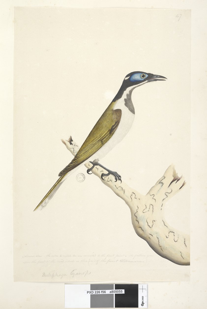 Strona 56. Cyanops Melephahu. nad tytułem inną ręką. Rozmiar naturalny. Zewnętrzny i środkowy palec są połączone z pierwszym stawem. Na tej części głowy, która jest niebieska, nie wyrastają pióra autorstwa Unknown artist