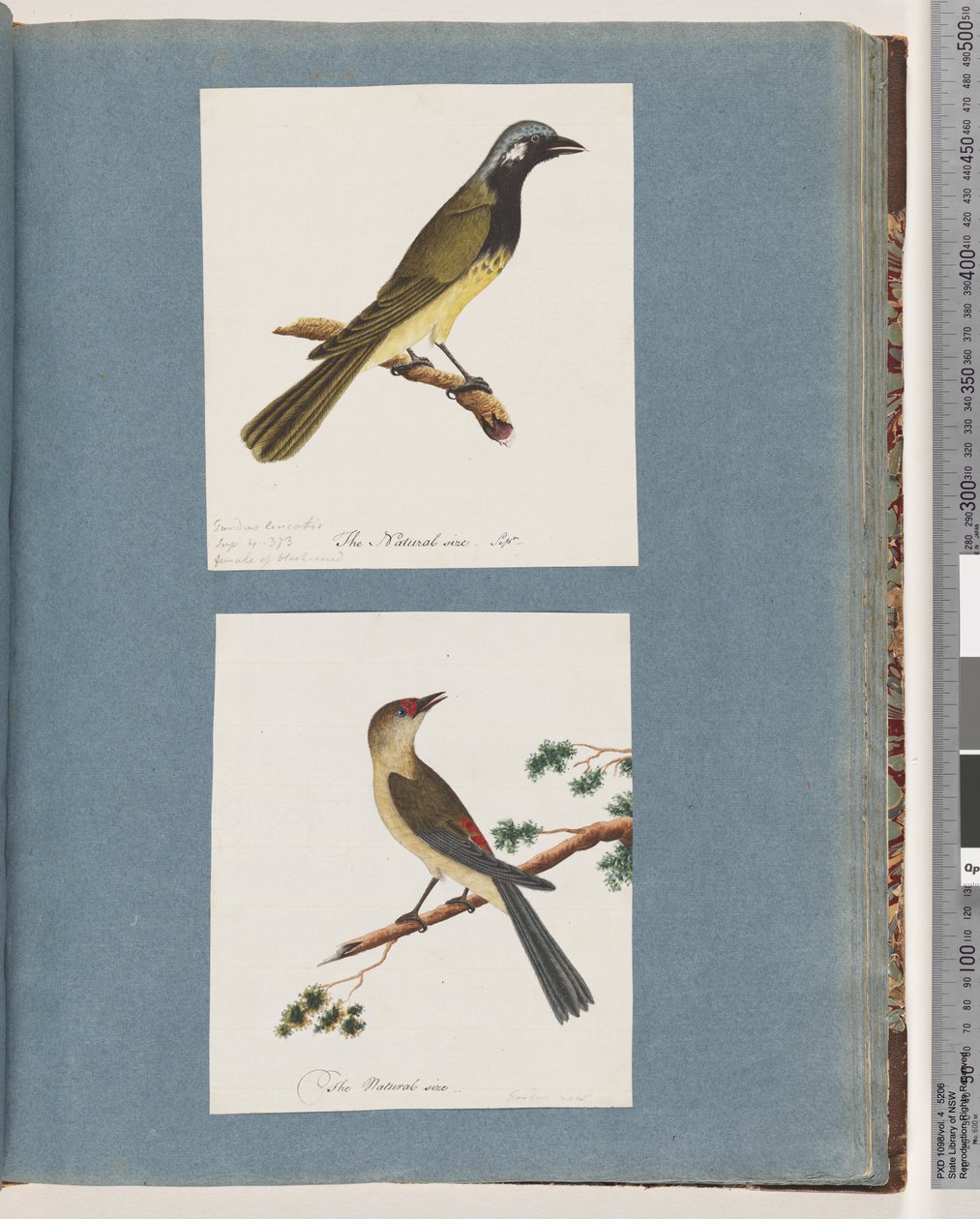 Strona 56. Niezidentyfikowany ptak. Turdus leucotis. 57. Dziwonia czerwonobrewy. Turdus nowy autorstwa Unknown artist