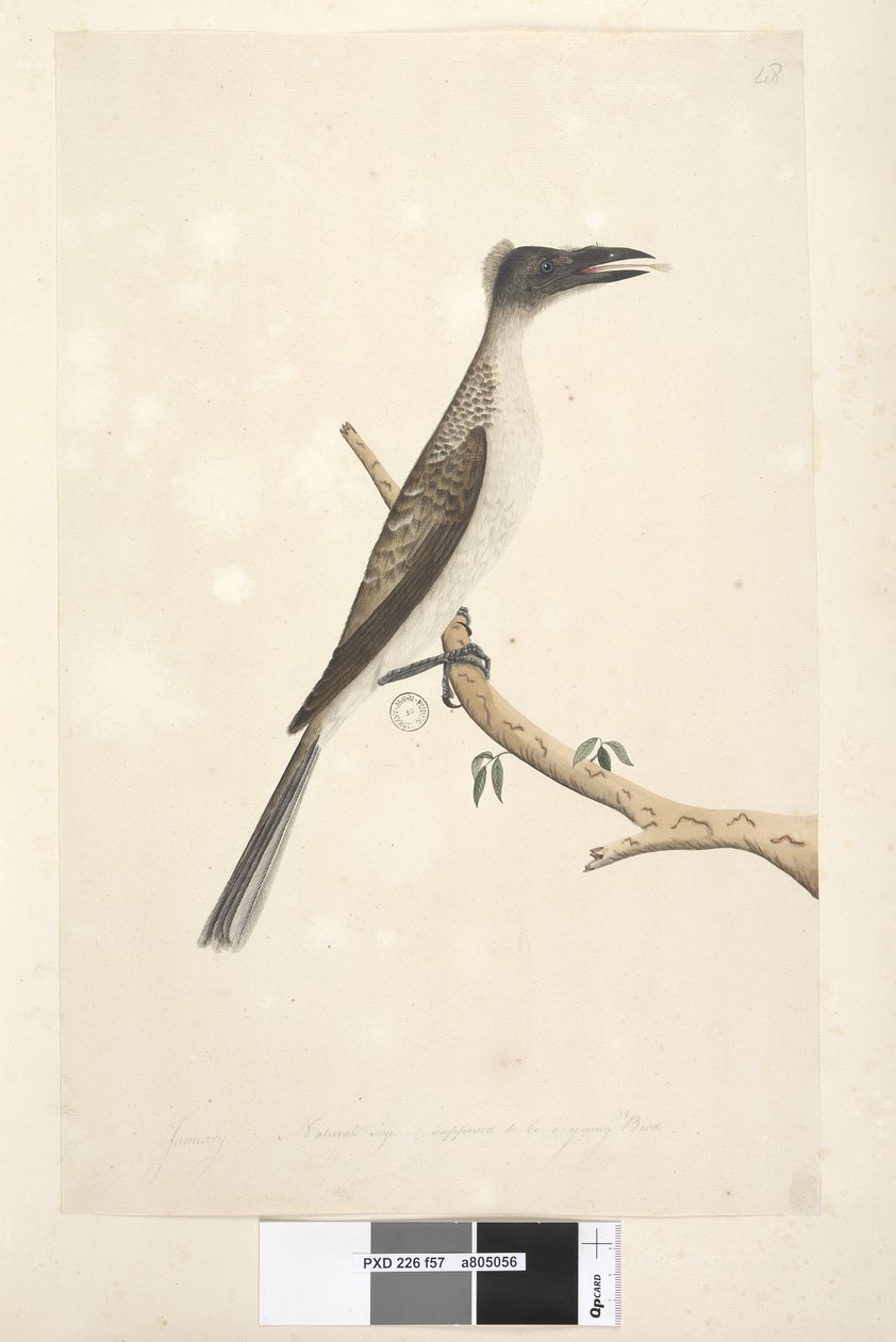 Strona 57. Styczeń. Naturalnych rozmiarów, miał być młodym ptaszkiem Noisy Friarbird Philemon corniculatus, 1791-92 autorstwa Unknown artist
