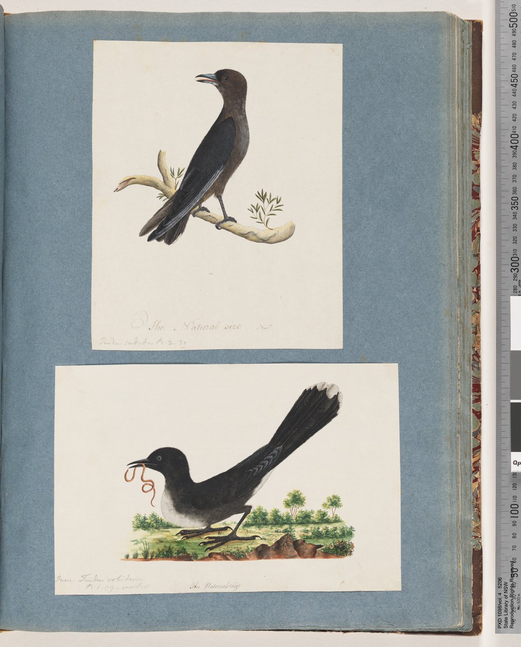 Strona 58. Niezidentyfikowany ptak. Turdu. 59. Niezidentyfikowany ptak. turdus autorstwa Unknown artist