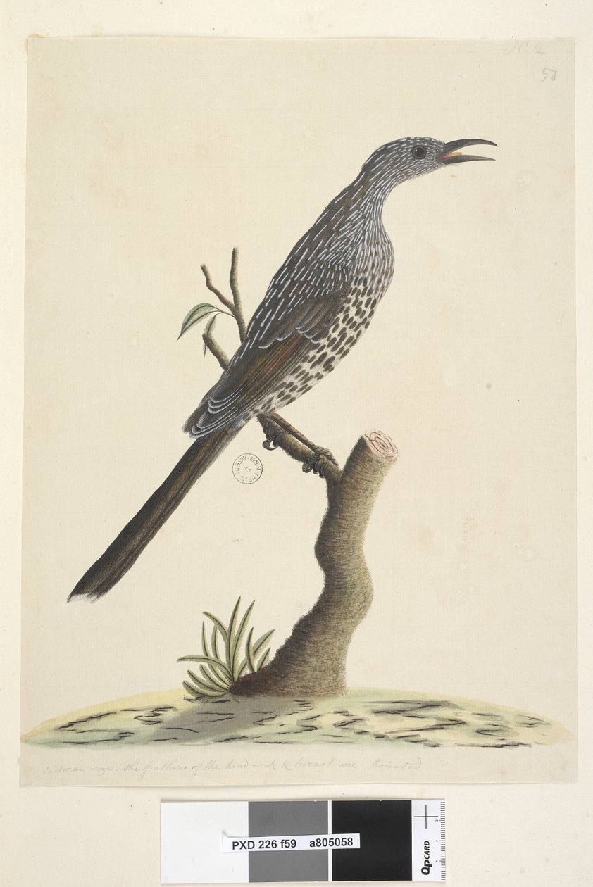 Strona 59. Naturalna wielkość, pióra głowy i szyi są spiczaste, akacja zwyczajna, Bird Anthochaera chrysoptera, 1791-92 autorstwa Unknown artist