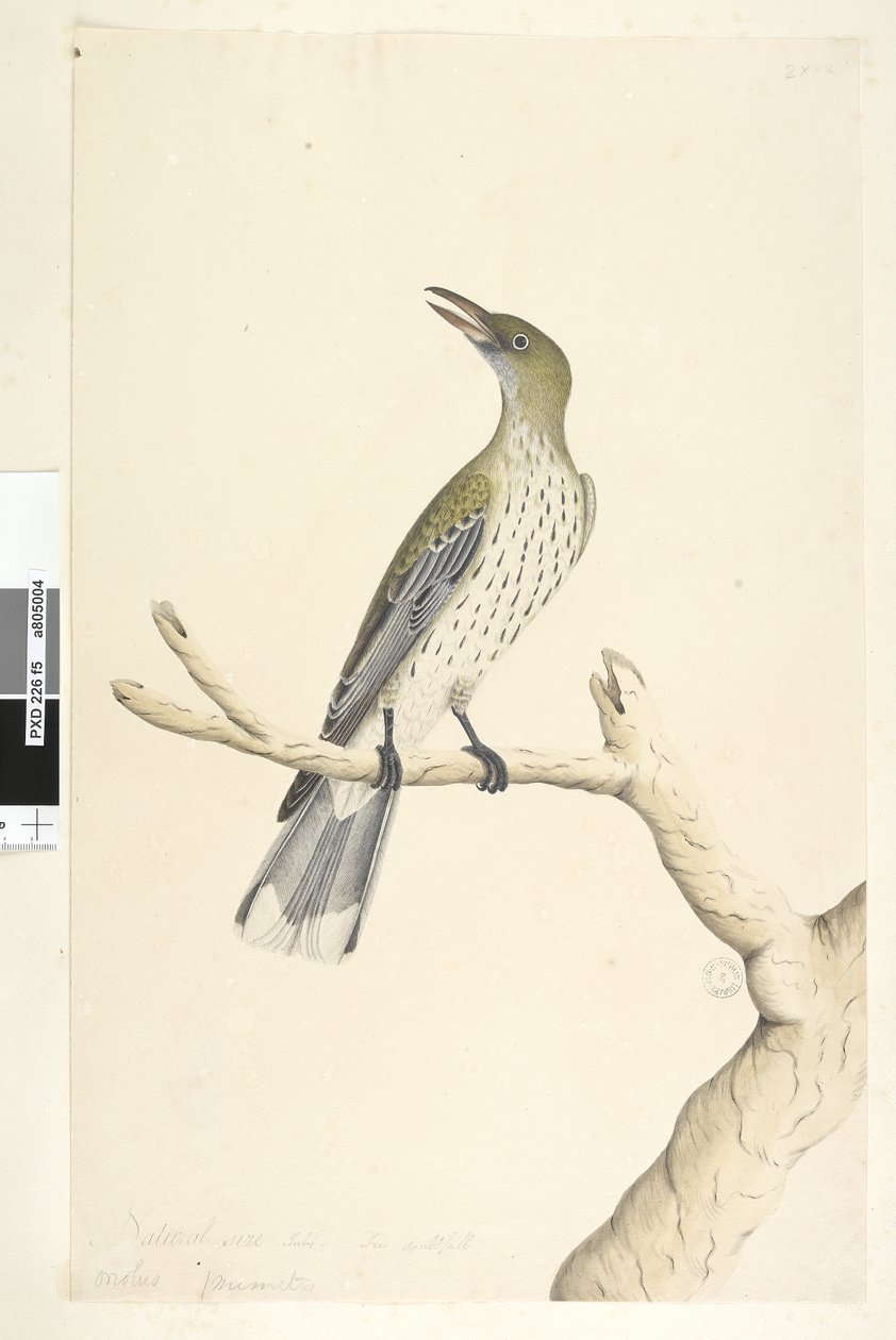 Strona 5. Oriolus mimetis. powyższy tytuł w innej ręce Naturalny rozmiar. Lipiec, tęczówka wątpliwa Oliwka, wilga wilga Oriolus sagittatus, 1791-92 autorstwa Unknown artist