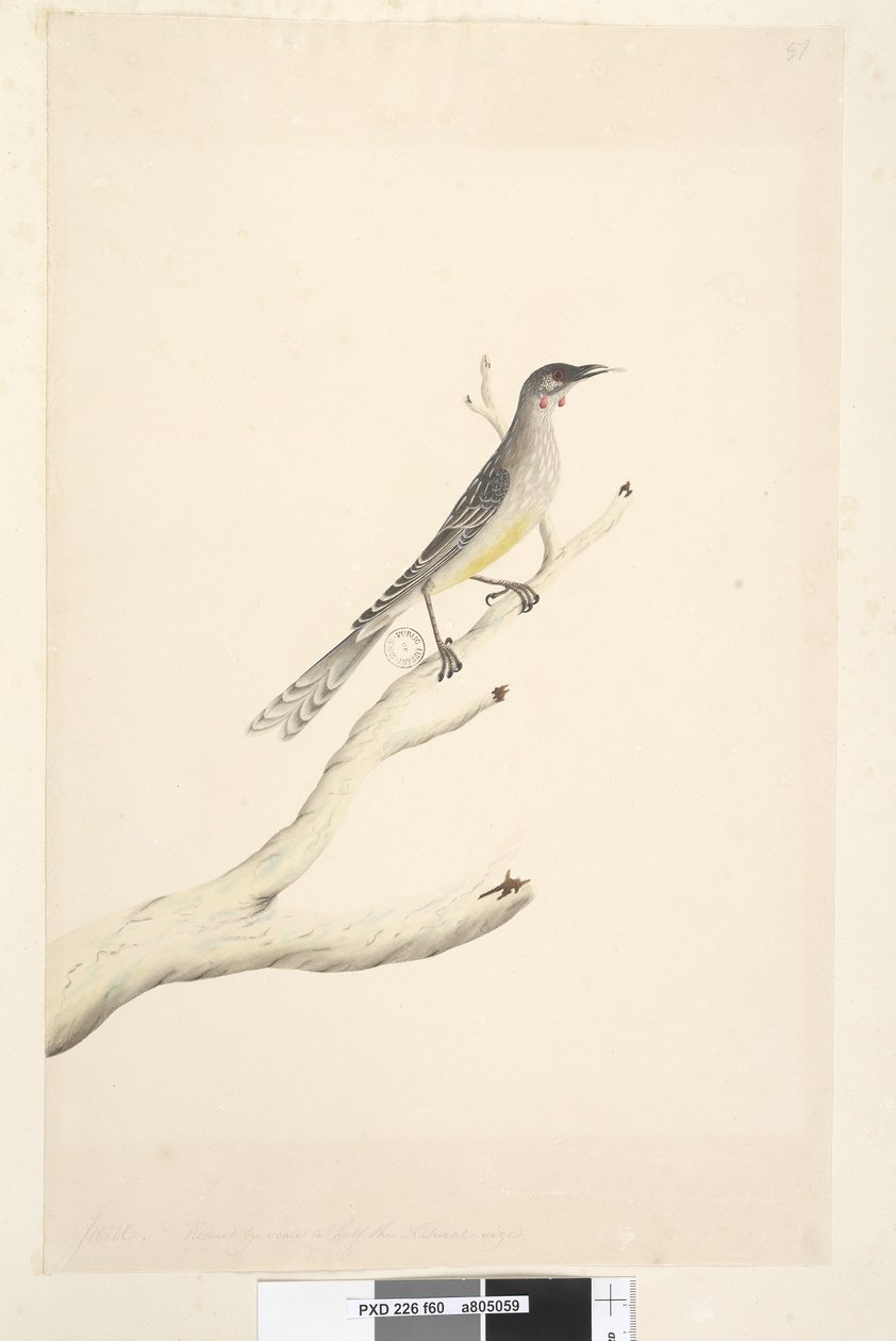 Strona 60. Czerwiec. Zmniejszony w skali do połowy naturalnej wielkości akacji zwyczajnej, Bird Anthochaera carunculata, 1791-92 autorstwa Unknown artist