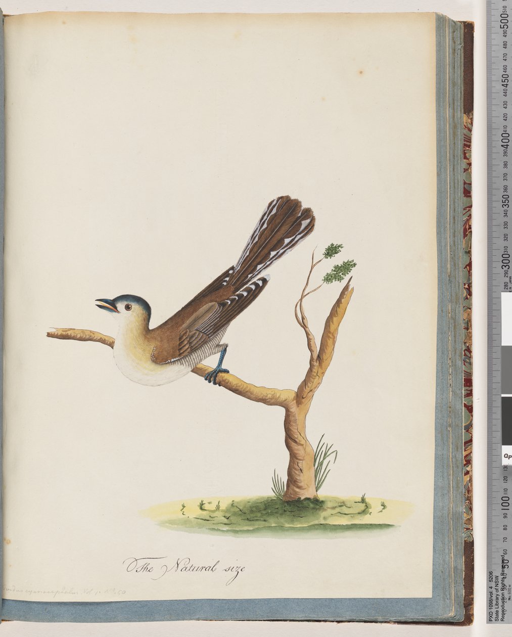 Strona 60. Niezidentyfikowany ptak. Turdus cyjanocefal. Drozd niebieskogłowy autorstwa Unknown artist