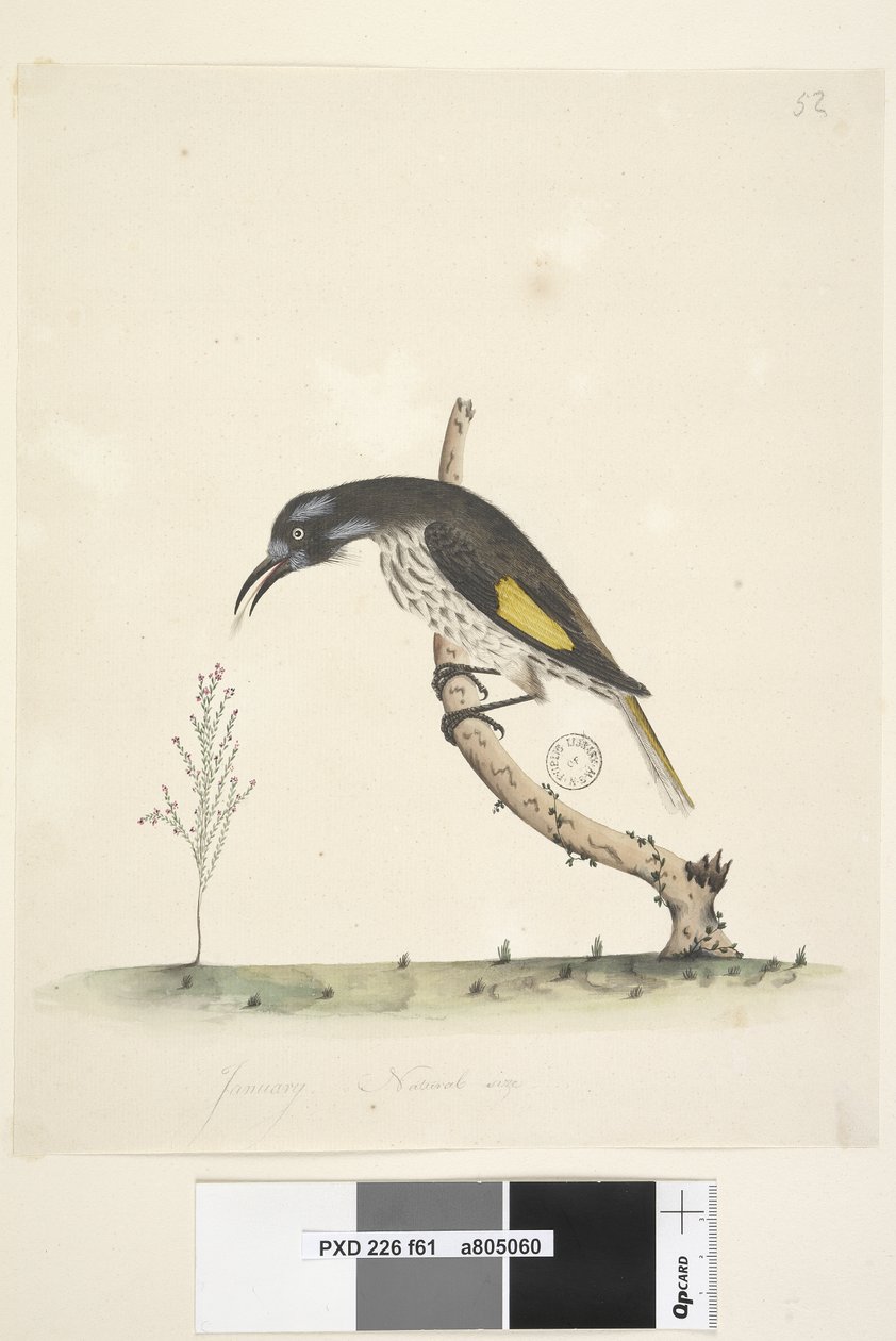 Strona 61 Naturalnej wielkości żółtoskrzydlaty miodojad New Holland, 1791-92 autorstwa Unknown artist