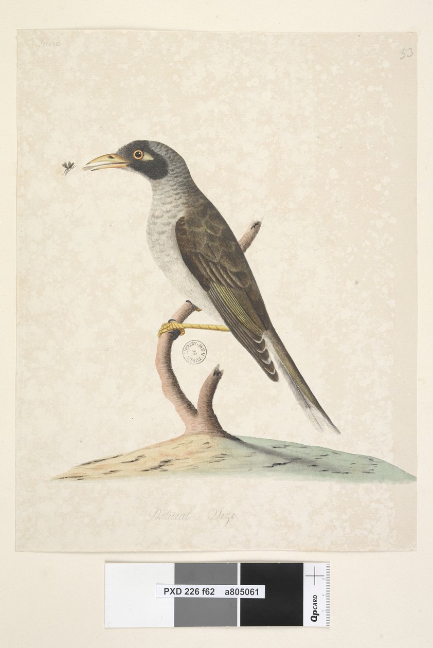 Strona 62. Czerwiec. Naturalnej wielkości Noisy Miner Myzantha melanocephala, 1791-92 autorstwa Unknown artist