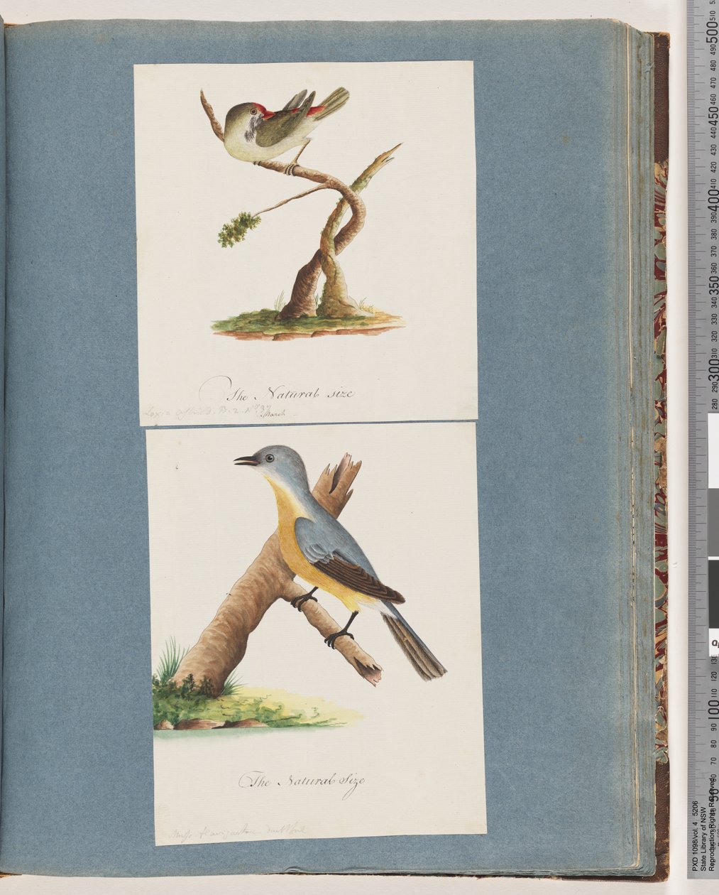 Strona 62. Dziwonia czerwonobrewy. Loxia astrild. 63. Niezidentyfikowany ptak. Muscicapa flavigastra autorstwa Unknown artist
