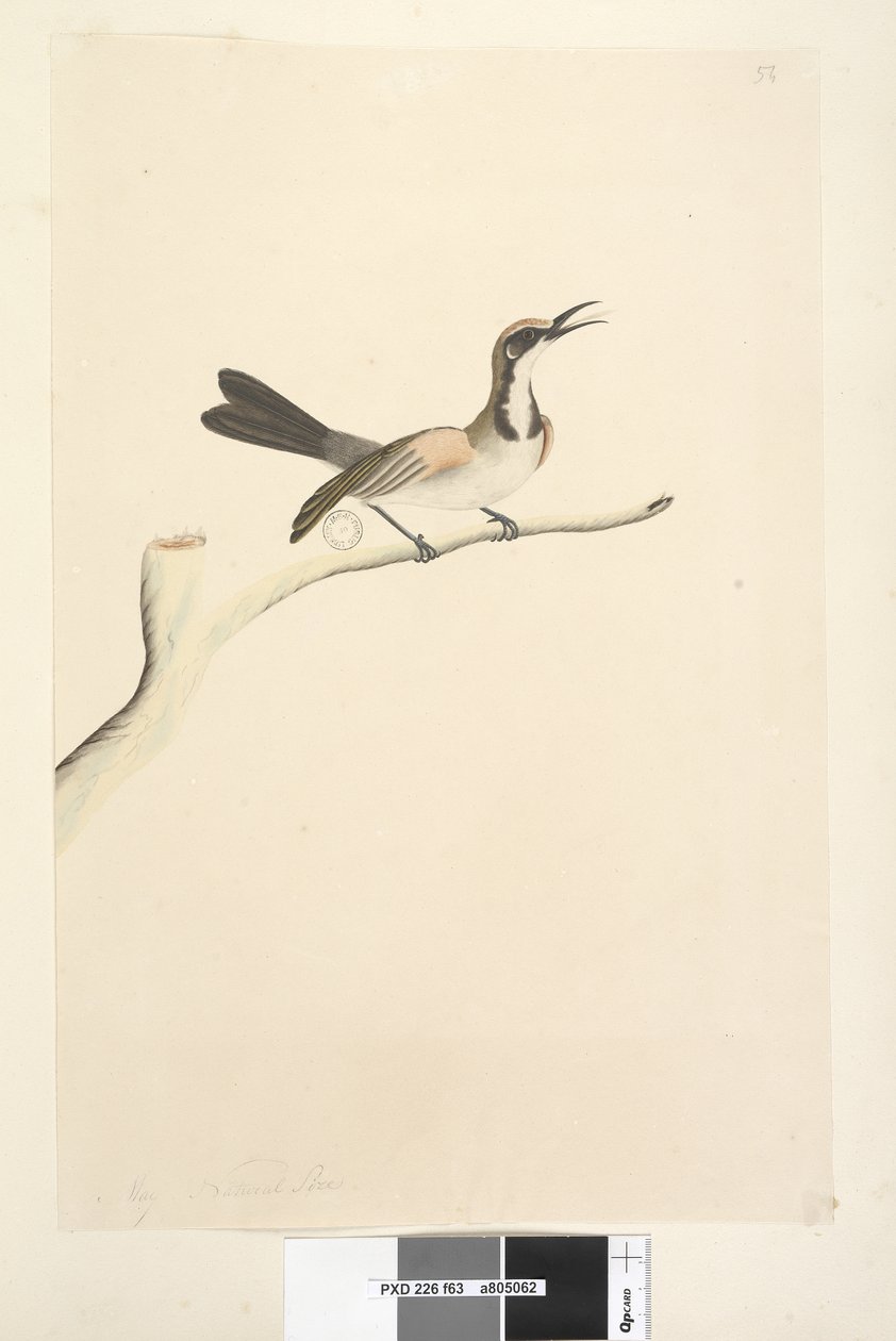 Strona 63. Maj. Naturalnej wielkości miodnik pospolity Phylidonyris melanops, 1791-92 autorstwa Unknown artist