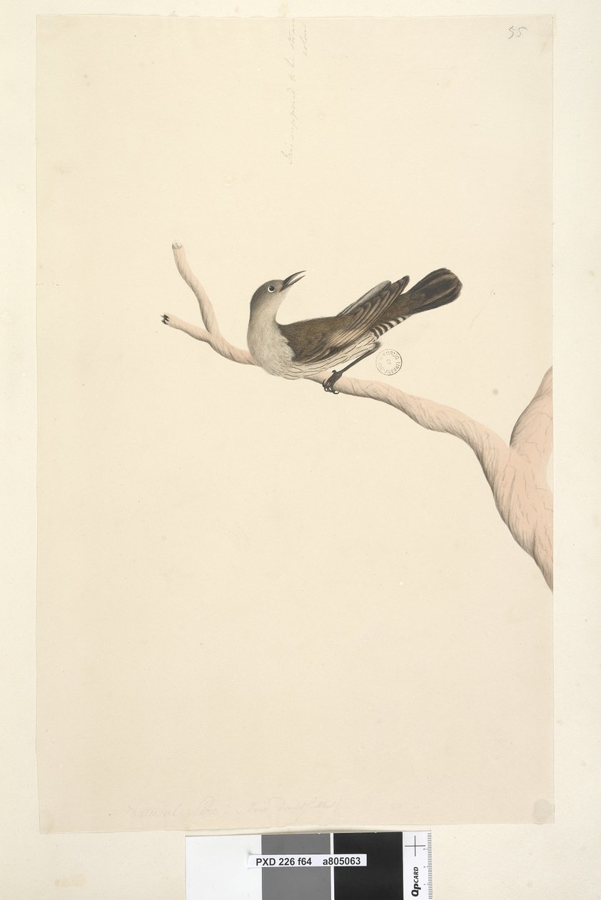 Strona 64. Naturalny rozmiar. Iris z powątpiewaniem. Irys miał być koloru słomkowego Brown Tree, Creeper Climacteris picumnus, 1791-92 autorstwa Unknown artist