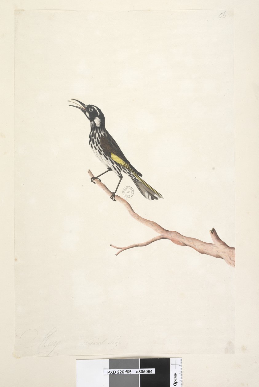 Strona 65. Maj, naturalnej wielkości Żółty skrzydlaty miodojad New Holland, 1791-92 autorstwa Unknown artist