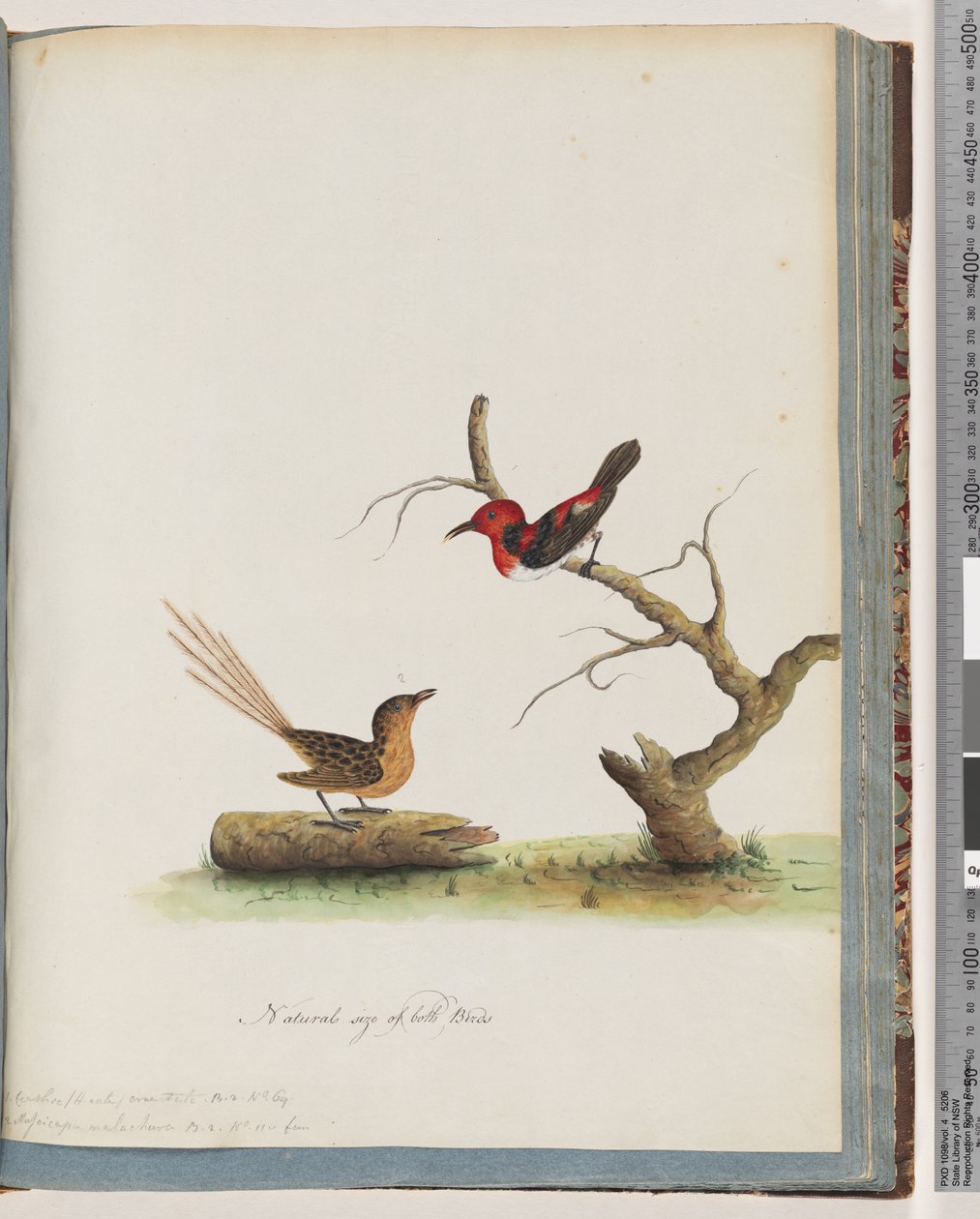 Strona 66. 1. Miodowiec szkarłatny. Certhia/Miodowiec/orientale. 2. Niezidentyfikowany ptak. Muscicapa malachura autorstwa Unknown artist