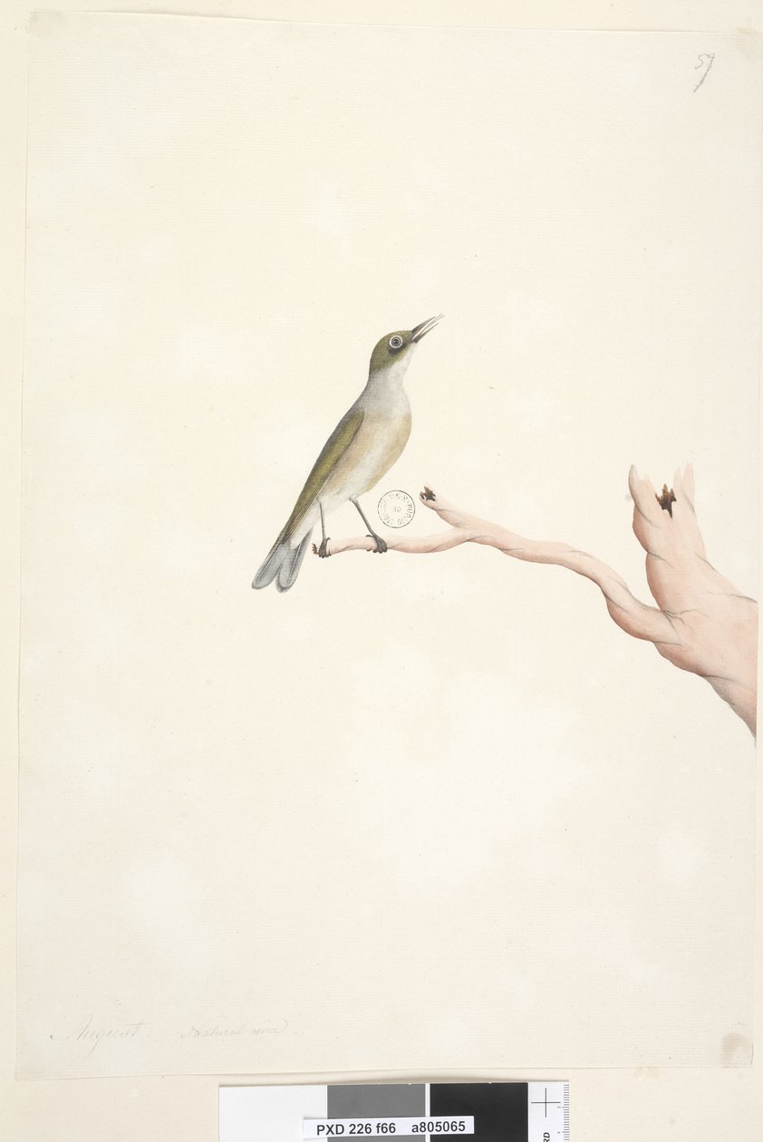 Strona 66. Sierpień. Naturalny rozmiar Szary, Backed Silvereye Zosterops lateralis, 1791-92 autorstwa Unknown artist