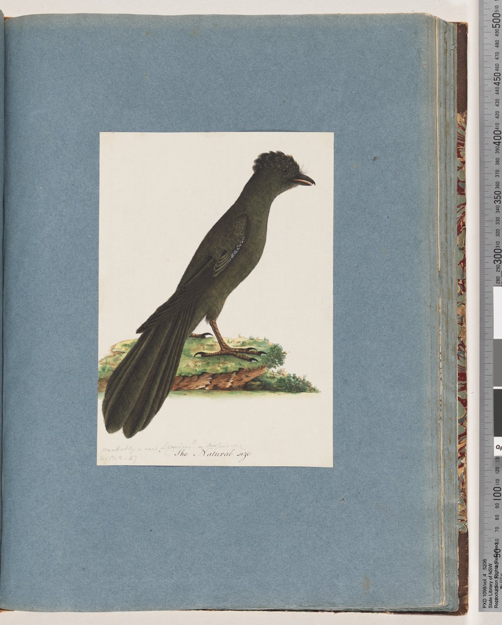 Strona 67. Niezidentyfikowany ptak. Ewentualnie nowy Lanius lub Muscicapa autorstwa Unknown artist