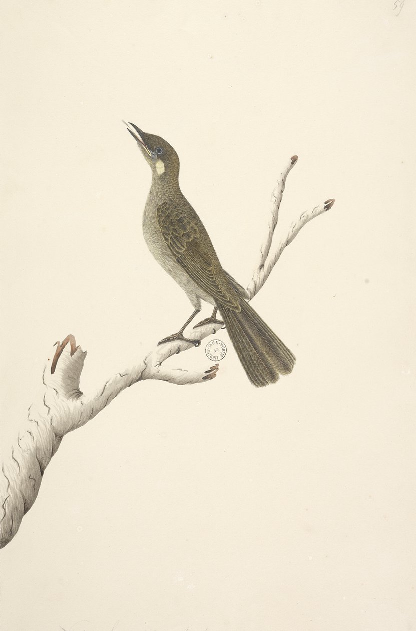 Strona 68. Wielkość naturalna, August Lewin Honeyeater Meliphaga Lewinii, 1791-92 autorstwa Unknown artist
