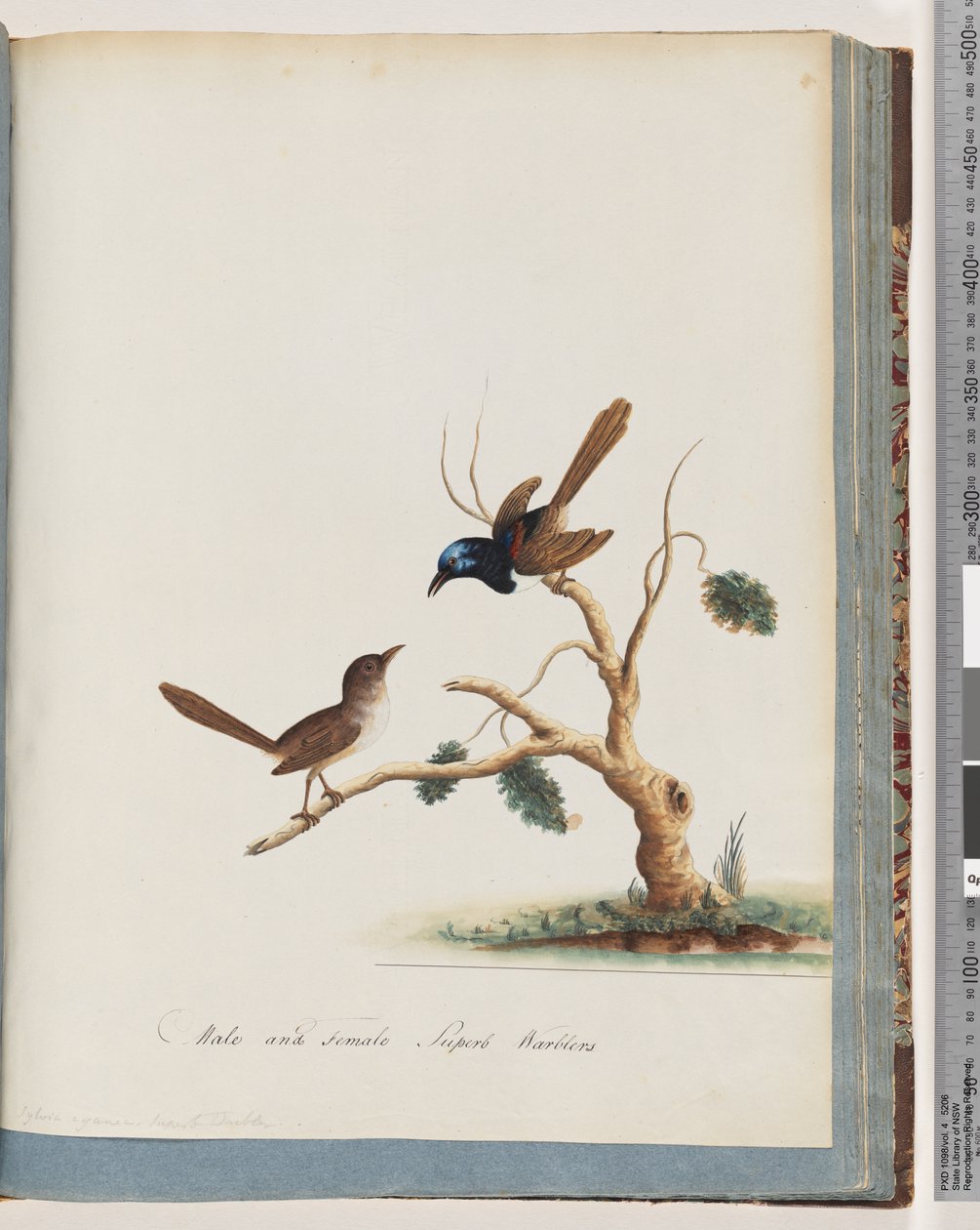 Strona 68. Wróżka czerwonoskrzydła, strzyżyk, samiec i samica. Samce i samice Superb Warblers autorstwa Unknown artist