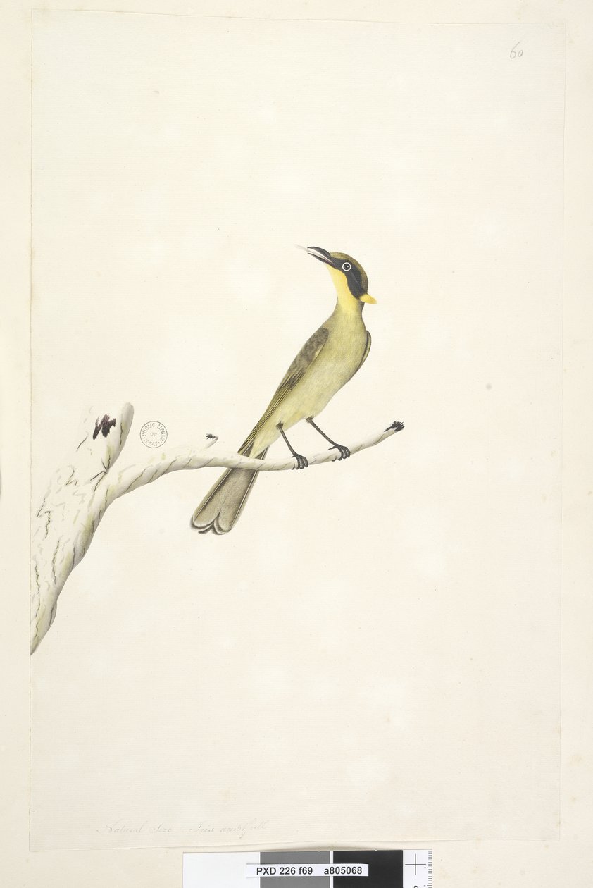 Strona 69. Naturalny rozmiar. Iris wątpliwie żółty, czernica miodowa Lichenostomus melanops, 1791-92 autorstwa Unknown artist