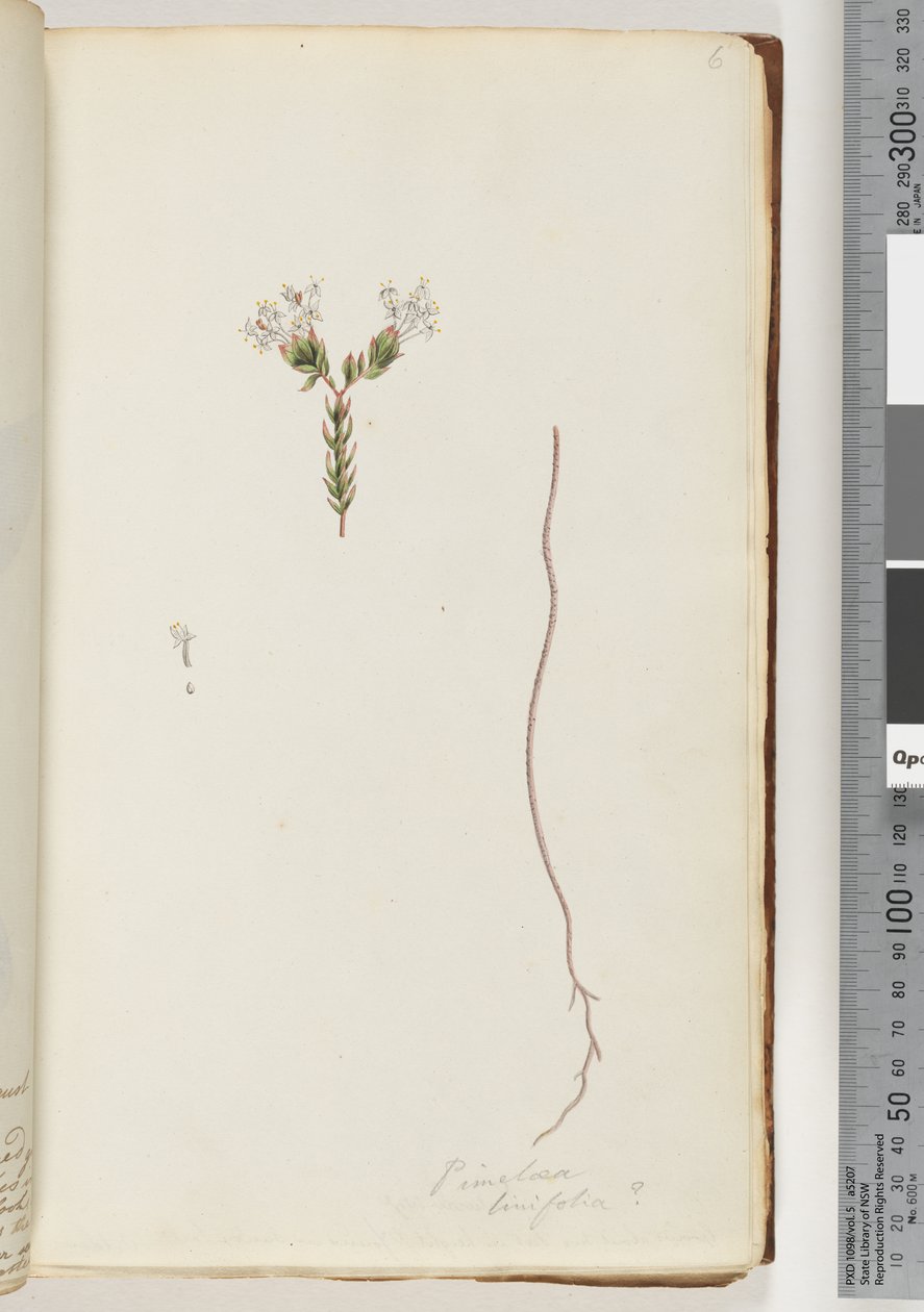 Strona 6. Pimeloea linfolia autorstwa Unknown artist