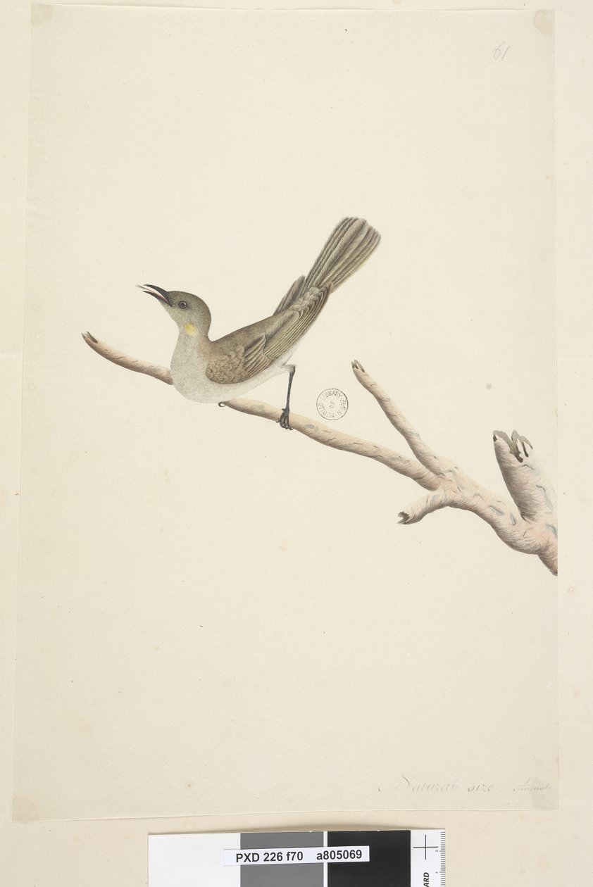 Strona 70. Naturalny rozmiar. August Fuscoous Honeyeater Lichenostomus fuscus, 1791-92 autorstwa Unknown artist