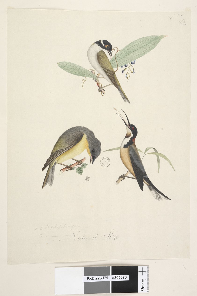 Strona 71. 1, 2. Meliphaga. 3., ? na dole pośrodku inną ręką. Naturalny rozmiar. Pokazane są trzy ptaki: 1. Biały, miodojad nagi autorstwa Unknown artist