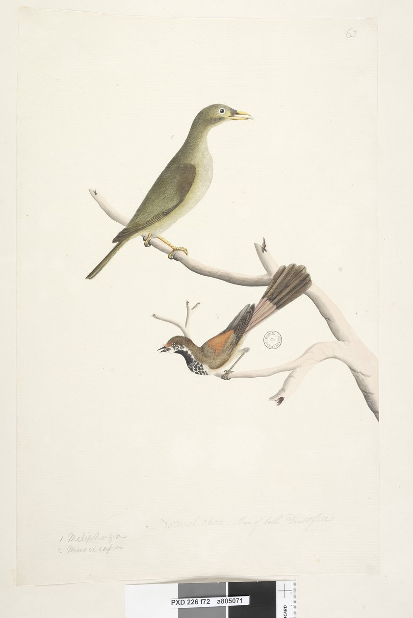 Strona 72. 1. Meliphaga. 2. Muscicapa. Naturalny rozmiar. Tęczówki obu wątpliwe. Bell Miner Manorina melanophrys i Rhipidura rufifrons, 1791-92 autorstwa Unknown artist